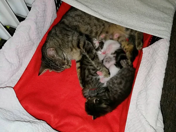 Gato Tabby Encuentra Con Sus Tres Gatitos Guarida Imagen —  Fotos de Stock