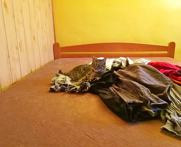 Cat Tabby Ležící Posteli Hromadě Oblečení Obraz — Stock fotografie