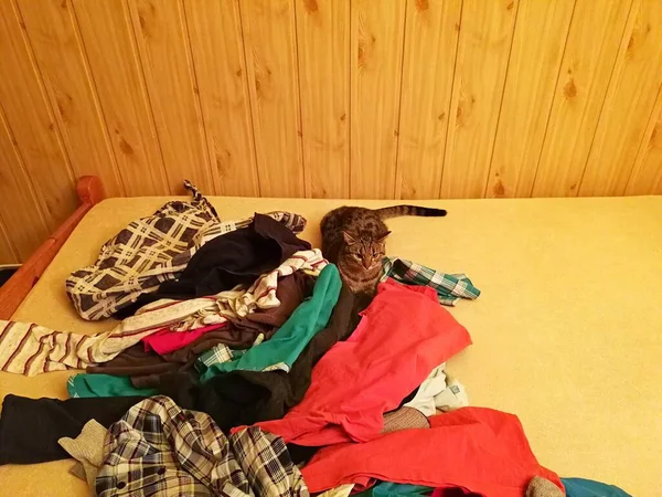 猫胖胖的躺在床上 成堆的洗衣服 — 图库照片
