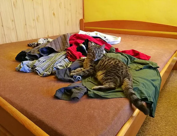 Chat Tabby Couché Sur Lit Bois Dans Tas Linge Image — Photo