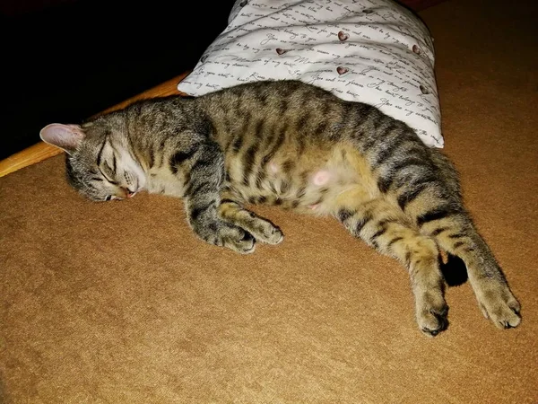 Cat Tabby Dormire Sul Letto Accanto Cuscino Immagine — Foto Stock