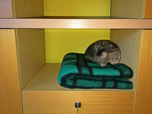 Cat Tabby Dorme Armadio Una Coperta Scacchi Verde Nero Immagine — Foto Stock