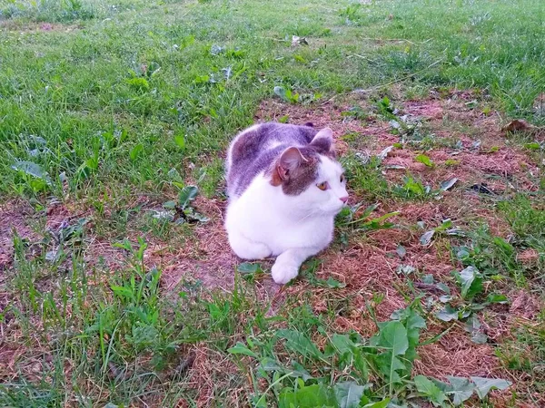 Cat Bílá Tabby Leží Relaxovat Trávě Stínu Obraz — Stock fotografie