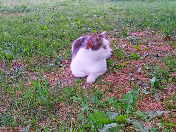 Katze Weiß Gestromt Liegt Und Ruht Auf Dem Gras Schatten — Stockfoto