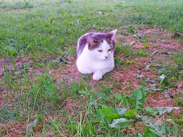 Katze Weiß Gestromt Liegt Und Ruht Auf Dem Gras Schatten — Stockfoto