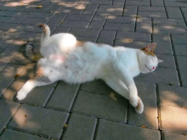 Gato Branco Tabby Mentiras Descansando Pavimento Sombra Das Árvores Imagem — Fotografia de Stock