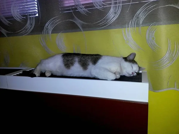 Cat White Tabby Terletak Dan Tidur Pada Pemanasan Bawah Jendela — Stok Foto
