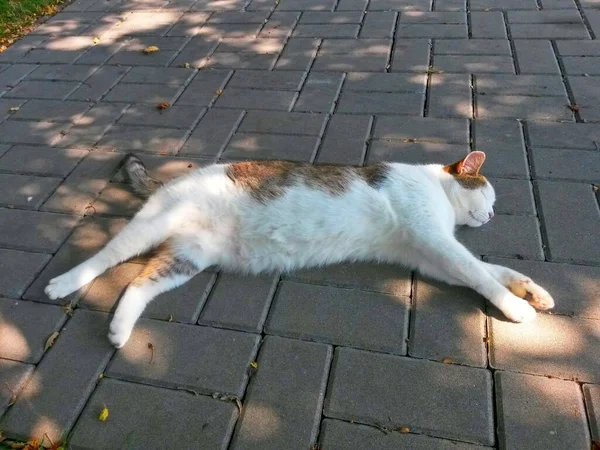 猫白胖的躺着睡在树阴下的人行道上 — 图库照片
