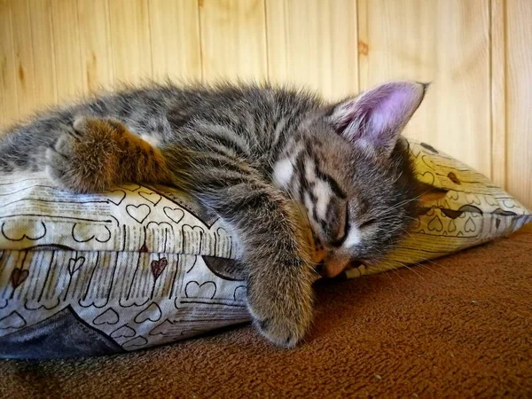 Gatto Piccolo Gattino Tavolo Che Dorme Sul Cuscino Sul Letto — Foto Stock