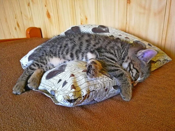 Katt Liten Tabby Kattunge Sova Kudde Sängen Bild — Stockfoto