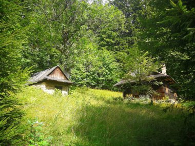 Ağaçlarla çevrili bir ormandaki kır evleri, yazın, görüntü.