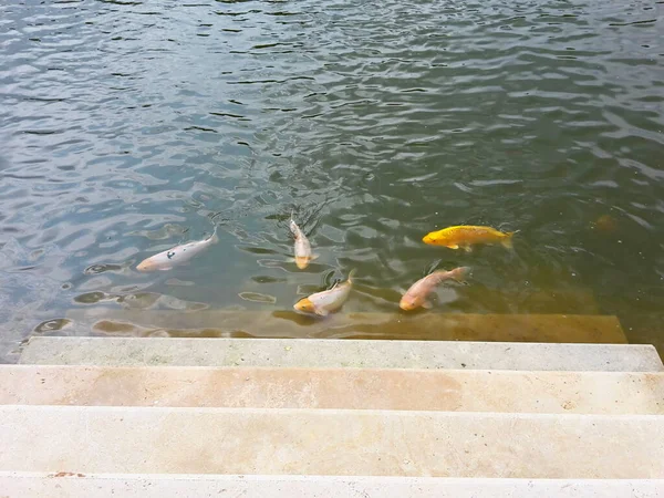 五只五彩斑斓的鱼在水里游进了水泥楼梯 — 图库照片