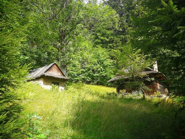 Cottages on a forest glade, surrounded by trees, in summer, image