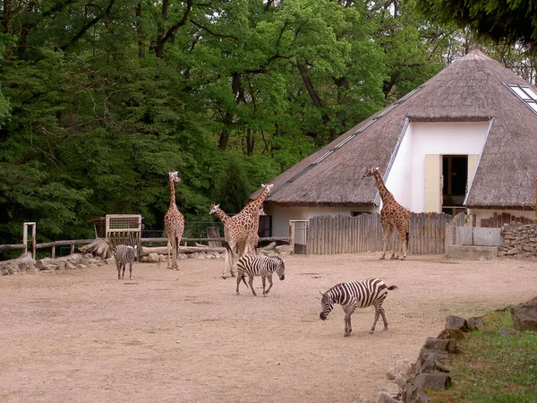 Girafas Zebras Recinto Zoológico Lesna Zlin República Checa Imagem — Fotografia de Stock