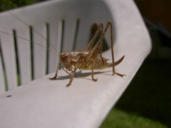 Grasshopper Brown Plastic Chair Close — Stock Photo, Image