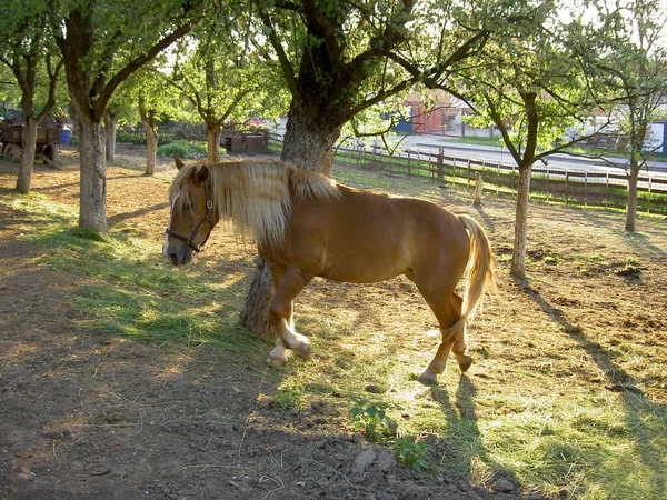 Paard Onder Bomen Hek Zonnige Dag — Stockfoto