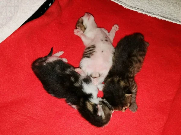 Gatitos Tres Tumbarse Dormir Una Guarida Sobre Una Manta Roja — Foto de Stock