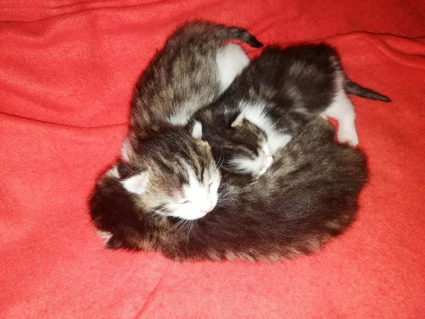 Gatitos Tres Miente Duerme Una Guarida Sobre Una Manta Roja — Foto de Stock