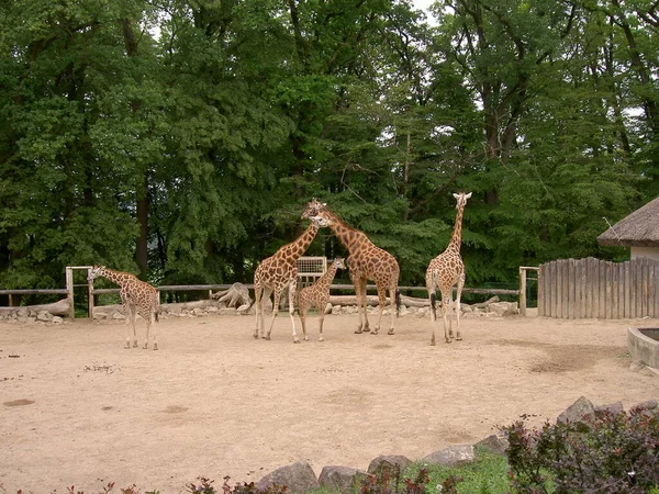 Giraffes Enclosure Zoo Lesna Zlin Czech Republic Image 로열티 프리 스톡 사진