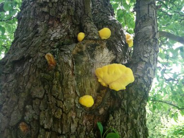 Mantar grubu, sarı-turuncu sülfat, bir ağaç gövdesinde yetişir.