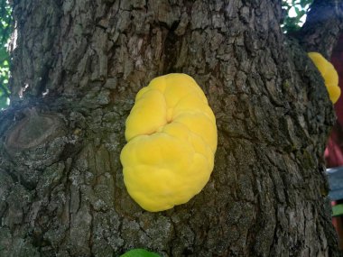 Mantar, sarı-turuncu sülfat, bir ağaç gövdesinde yetişir, yakın plan, görüntü