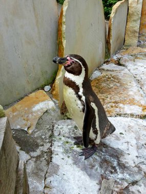 Penguen taşın üstünde duruyor, yandan bakıyor, görüntü