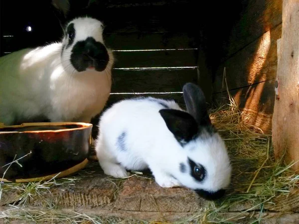 Tavşanlar Ahşap Kulübede Dişi Yavrusu Var — Stok fotoğraf