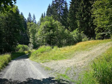 Yokuş yukarı giden taşlı bir yol, ormanda, uzun ağaçlarla kaplı, görüntü