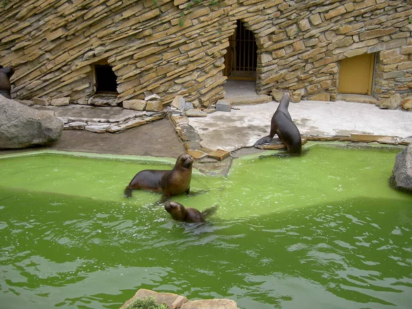 Seal Sea Lion Zoo Lesna Zlin Czech Republic Image — Stock Photo, Image