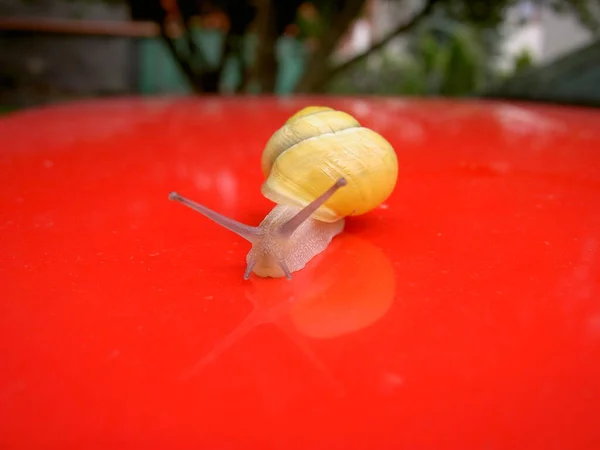 Schnecke Mit Gelbem Panzer Kriecht Auf Rotem Hintergrund Nahaufnahme — Stockfoto