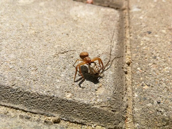 Spider Draagt Volgende Dier Zijn Kaken Afbeelding — Stockfoto