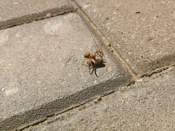 Spider Draagt Ander Dier Zijn Kaken Afbeelding — Stockfoto