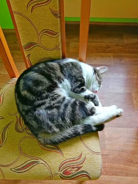 Tabby Gato Durmiendo Borde Una Silla Acolchada Imagen — Foto de Stock