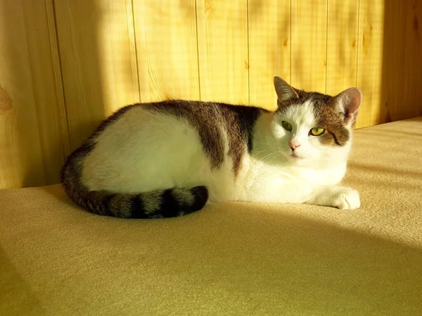 Tabby Gato Com Cabeça Levantada Deitada Uma Cama Que Iluminada — Fotografia de Stock