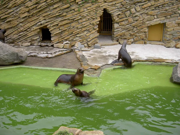 Seal Sea Lion Zoo Lesna Zlin Czech Republic Image 스톡 사진