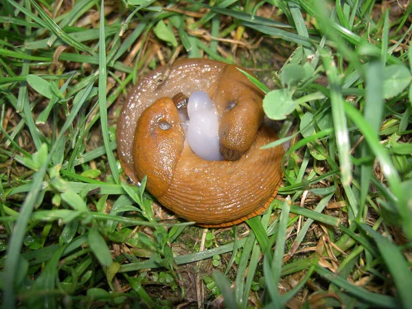 Lesmas Hermafroditas Quando Copulando Chão Grama Imagem Imagem De Stock