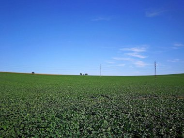 Uzak ağaçlar ve elektrik hatlarının sütunları üzerindeki tarımsal alanı görüntüle