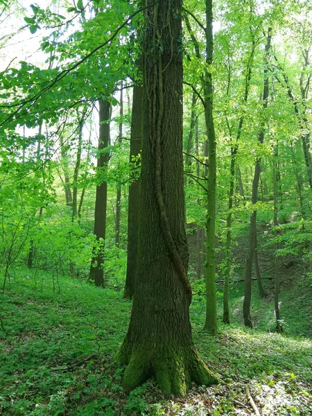 Árbol Bosque Que Crece Tronco Otra Planta Imagen — Foto de Stock