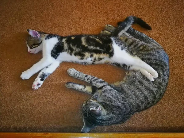 Dos Gatos Con Las Patas Cruzadas Durmiendo Sobre Paño Marrón — Foto de Stock