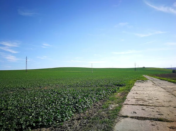 Elektrik hattının uzak sütunlarındaki tarımsal alana bak.