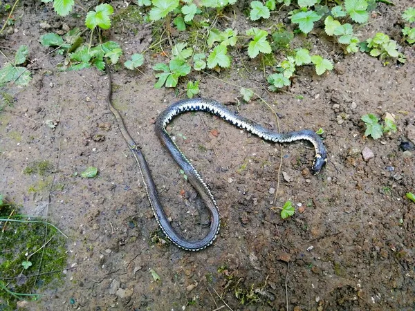 Serpiente Acostada Suelo Húmedo Después Lluvia Rodeada Poca Hierba Imagen — Foto de Stock