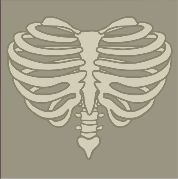 Illustration Des Herzförmigen Brustkorbs — Stockvektor