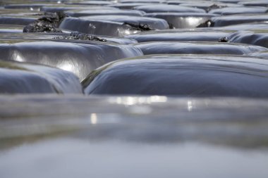 Birkaç balya saman ve yem, sığır yemi kullanılan parlak siyah plastik dikey üzerinde yeşil bir alana koleksiyonu için düzenlenmiş sarılmış Ağustos, Galiçya, İspanya.