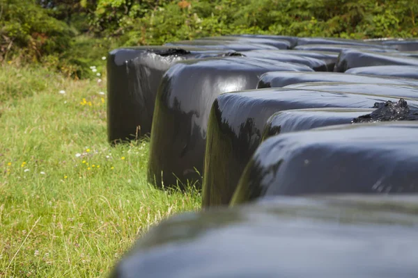 Several bales of straw, and fodder, used as cattle feed, wrapped up in glossy black plastics arranged vertically for collection, over a green field in august, Galicia, northern Spain.