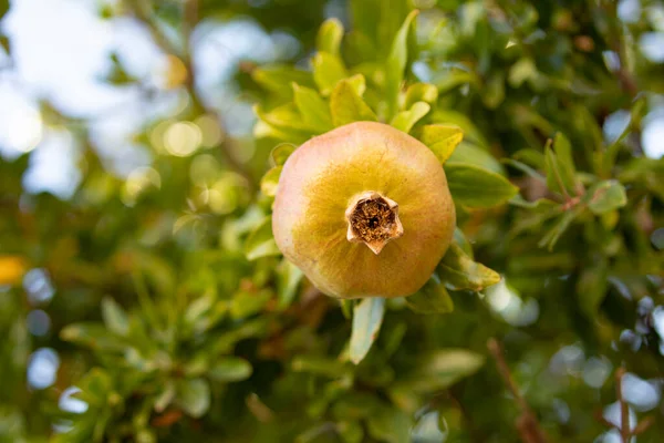 Ένα Νόστιμο Φυσικό Ώριμο Φρούτο Ρόδι Κρέμεται Από Κλαδιά Μιας — Φωτογραφία Αρχείου