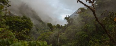 Peru 'daki Bulut Ormanı, And Dağları' nın kuzeydoğusundaki tropikal ormanın panoramik manzarası..