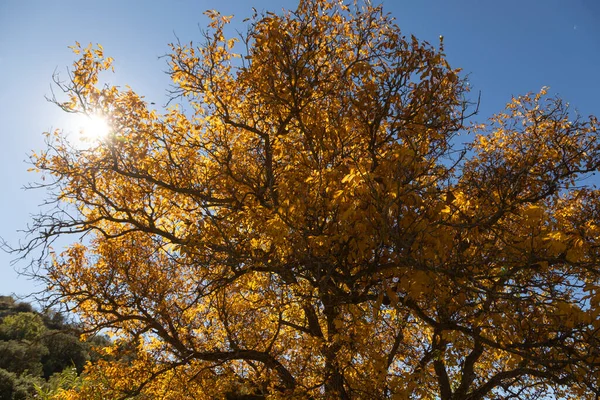 Een Prachtige Notenboom Gekleed Herfst Met Gele Bladeren Poseert Stilte — Stockfoto