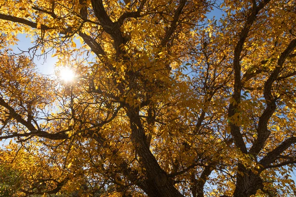 Een Prachtige Notenboom Gekleed Herfst Met Gele Bladeren Poseert Stilte — Stockfoto