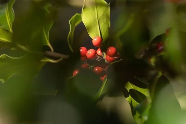 Dzika Świętość Naturalnym Środowisku Lesie Czerwonymi Jagodami Ukrytymi Między Liśćmi — Zdjęcie stockowe