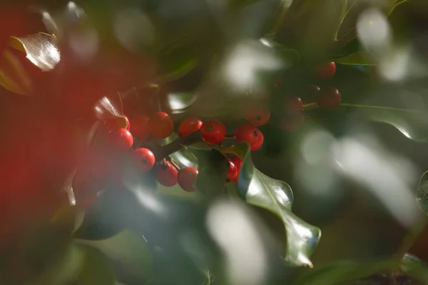 Wild Holly Its Natural Environment Forest Its Red Berries Hidden — Stock Photo, Image